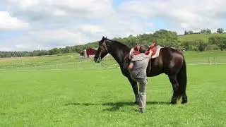 Percheron Draft Cross 