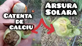 Tot nu reușești sa oprești carenta de calciu de la tomate sau ardei ?