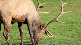 THE ELK RUT | ESTES PARK | YMCA RESORT | 4K | COLORADO  #bullelk #wildlife #wildnature #travel #elk 