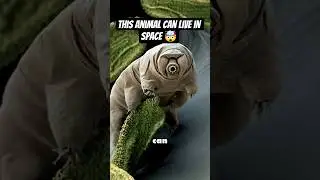 Tardigrade | Immortal organism #wild #tardigrades #microbiology #biology #microorganisms