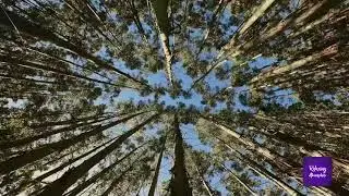 Peaceful Windy Trees Ambience | Relaxing sound of wind blowing the leaves and branches of huge trees