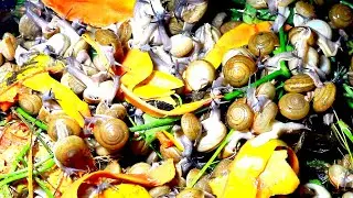 🐌 Snails, 🦈 The whit snail eat fruits or 🌿 papaya fruits