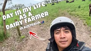 A Day in My Life as a Pinoy Dairy Farmer in Australia