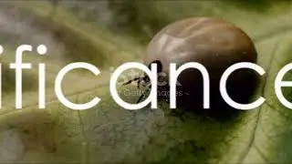 Ticks  Tiny Creatures, Big Impact