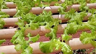 Como ficou a hidroponia depois da troca da bomba de nutrição