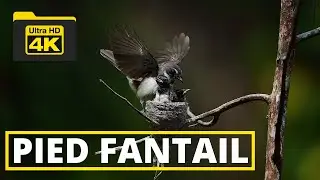 PIED FANTAIL |4K VIDEO|BIRDS OF BORNEO|YCLEE PHOTOGRAPHY|BIRDS OF MALAYSIA