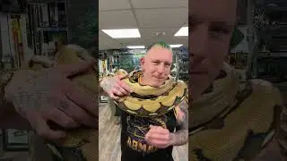 Reticulated python basic care