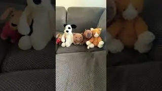 Jelly cat army!!! #teddy #jellycats # I want my own army #huggable #cite # funny