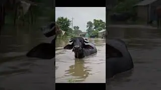 Buffalo 🐃 in flood 😭😭😭  🌧️ 🌧️🌧️ Pakistani village life