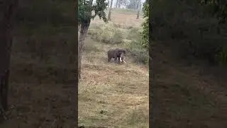Elephant spotted in Bandipur Tiger reserve forest #forest #ghatroads #nice