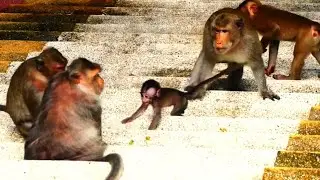 Heartbreaking Moment: Poor Baby Bean Screams in Fear as Barry Warns Nearby