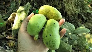 Harvesting and Eating Pawpaws