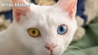 All Cat Breeds Slideshow