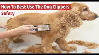 How To Best Use The Dog Clippers Safety