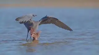 Reddish Egret Dance