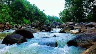 White Noise for Studying Nature &ndash; Forest River White Noise for Productivity