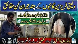 Strange facts about Friesien cows II 12000 liter milk Friesien cow II Pregnancy test in cows
