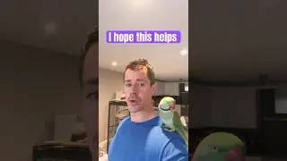 Why to have a pet ? #parrotvideos #parrotspeak #cutebird #alexandrineparakeet #petparrot