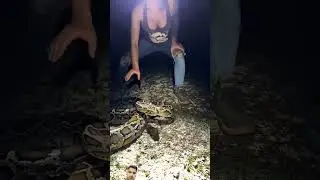 Girl catching to snake #snake #burmesepython #bigpython #python