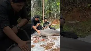 60Kg Shark Biriyani | #shorts #youtubeshorts #ytshorts