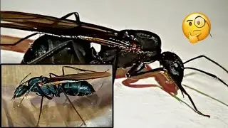 Uma formiga rainha GRANDE !! Camponotus spp