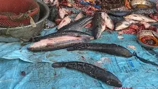 Fish show at market in city 