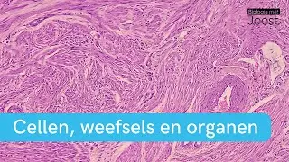 Cellen, weefsels en organen | Samenvatting