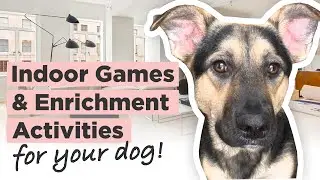 How to Entertain Your Dog at Home (4 Indoor Dog Games & Enrichment Activities)