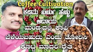 ಕಾಫಿ ಕೃಷಿ|Coffee cultivation|Coffee plantation|Coffee growing|Cofee cultivation in Karnataka|robusta