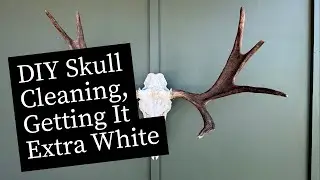 DIY European Skulls Mount | Learn how to get it extra white  #DIYEuroSkullMount #MooseAntlerMount