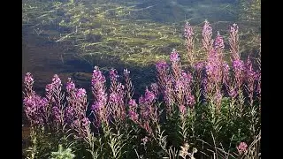 Garden Answer: Chamaenerion Angustifolium &ndash; Fireweed &ndash; Epilobium Angustifolium