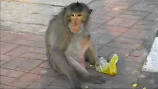 kiya bandar ko sabji khana pasand hai kiya |Does the monkey like to eat vegetables?|#gooddachaasl