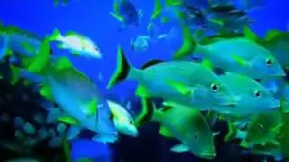 #deep sea colour fish video..
