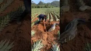 python found in farm