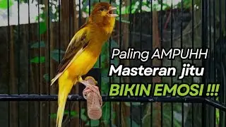 KENARI GACOR Cuit CUIT BIRAHI UNTUK PANCINGAN & MASTERAN Kenari PAUD AGAR BUNYI