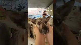 Qu&eacute; felicidad en su nueva casita 🥹🙏#animales #perros #perritos #ayuda