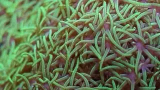 This Week at Elite Reef | xenia, rusty angelfish, star polyps, basslet, foxface, zoanthids