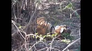 Tiger Sighting At Satpura Forest Madhai.