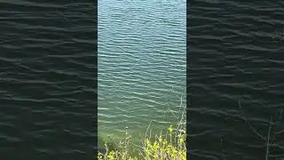 298  Water Surface Ripples  IMG 54021