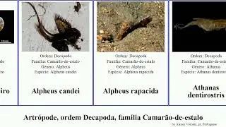 Artr&oacute;pode, ordem Decapoda, fam&iacute;lia Camar&atilde;o-de-estalo alpheus brasileiro arthropoda bellulus candei