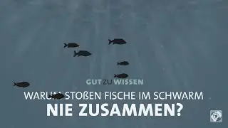 #gutzuwissen: Warum sto&szlig;en Fische im Schwarm nie zusammen?