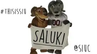 Saluki -- Justin Bieber Sorry Remix