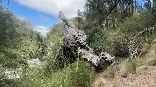 2026wollomobi