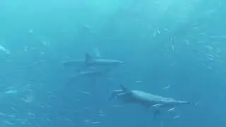 dolphin1.mp4