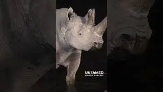 Black Rhino Night Wildlife Photography #photographicsafaris