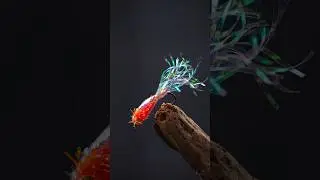 Fish LOVE this Cypert&rsquo;s minnow like candy!! 60 seconds fly tying tutorial #flytying #flyfishing