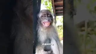 Что такое Vinted и как его воркать?