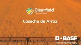 Cosecha de arroz Clearfield de BASF