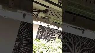 How I Grow Pounds w a Scrog and stay LEGAL #FrozenBag #SquareOneGenetics #MandrinSunset #Ethos