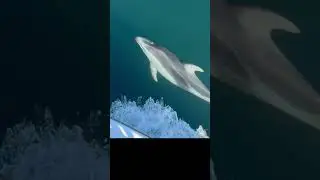 The Lone Dolphin Says Hello! #boating # #canada